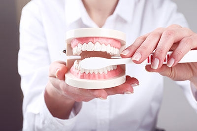 The image features a person holding a dental model with an open mouth, showcasing the upper and lower teeth.